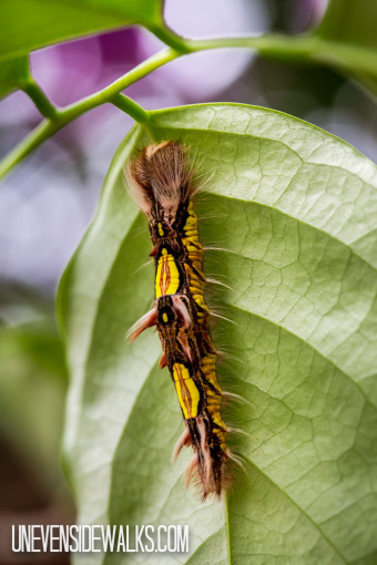 Catarpillar on Leaf
